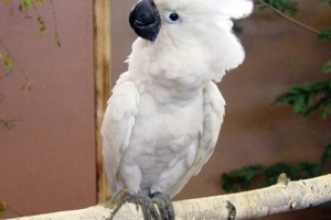 White cockada alba: u prirodi i domu White cockada alba: u prirodi i domu